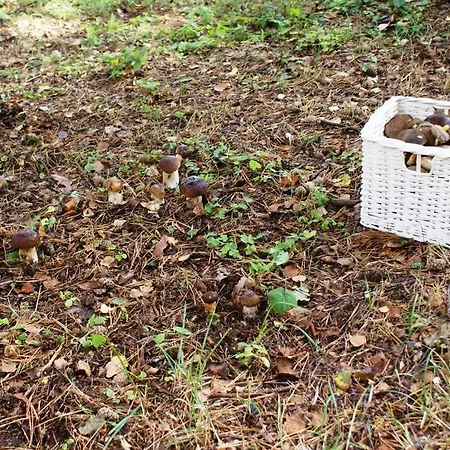 Piastogrod Gerendaház *