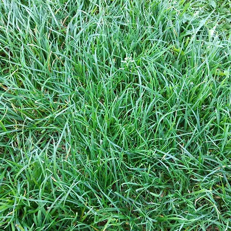 Piastogrod Gerendaház *